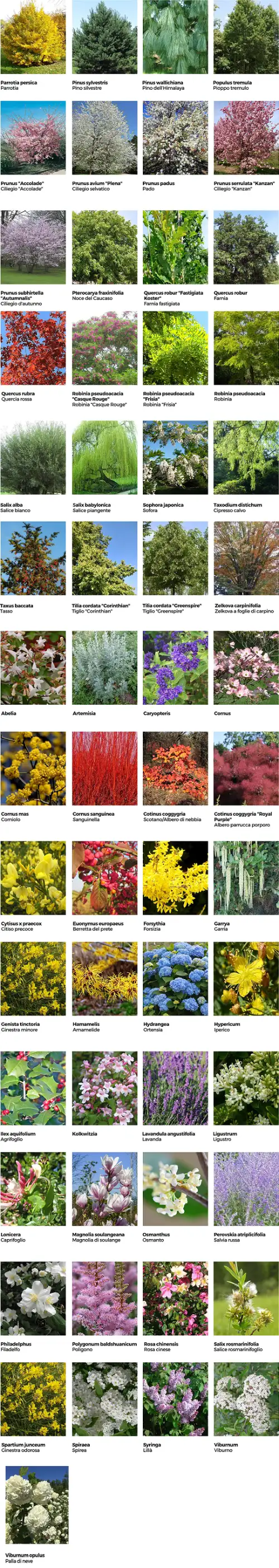 Informazione sulle diverse essenze vegetali